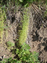 Galium