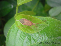 Pentatomomorpha