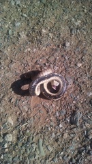 Heterodon nasicus
