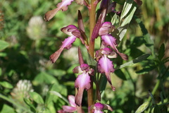 Himantoglossum formosum