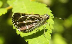 Amblyscirtes aesculapius