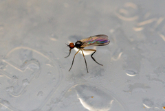 Rhamphomyia longicauda