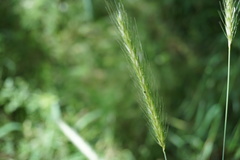 Hordeum bulbosum