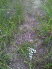 Polygala verticillata