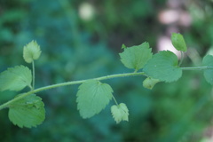Veronica crista-galli