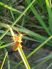 Cantharis rufa