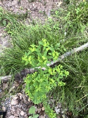 Helioscopia