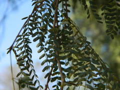 Libidibia paraguariensis