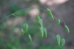 Bromus briziformis