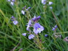 Veronica serpyllifolia