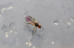 Rhamphomyia longicauda