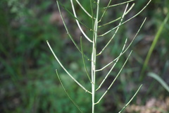 Conringia orientalis