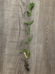 Scutellaria galericulata