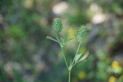 Trifolium phleoides