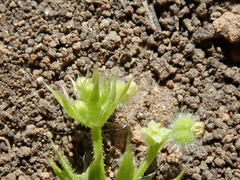 Galium