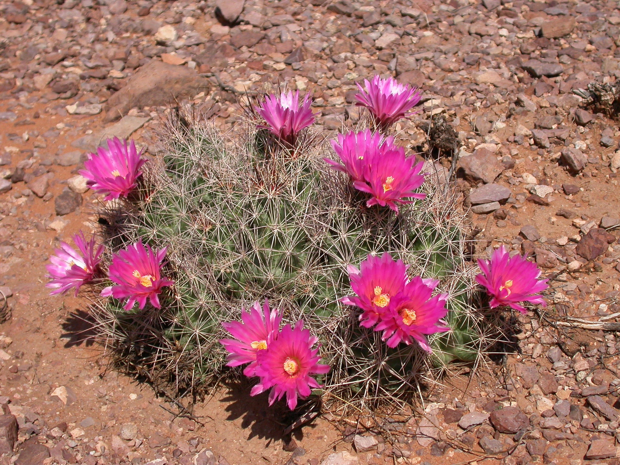 Coryphantha macromeris