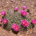 Nipple Beehive Cactus - Photo (c) Ad Konings, some rights reserved (CC BY-NC), uploaded by Ad Konings