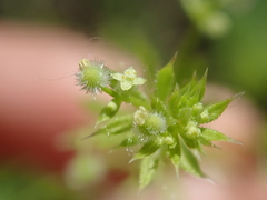 Galium