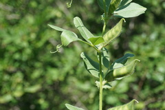 Vicia narbonensis