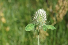 Trifolium diffusum