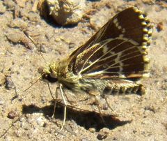 Amblyscirtes aesculapius