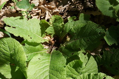 Primula vulgaris rubra