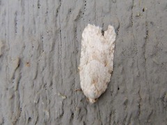 Acleris placidana