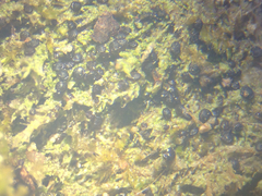 Bilimbia sabuletorum