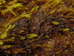 Scytinium dactylinum