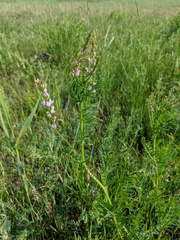 Astragalus sulcatus