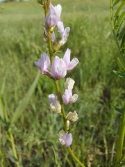 Astragalus sulcatus