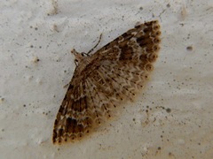 Alucita montana