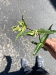 Penstemon whippleanus