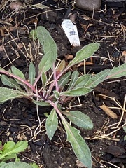 Penstemon whippleanus