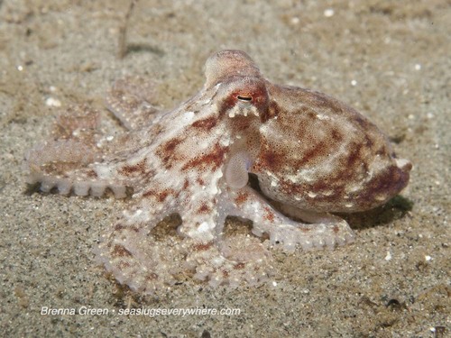 East Pacific Red Octopus
