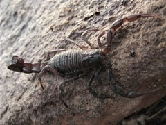 Androctonus crassicauda