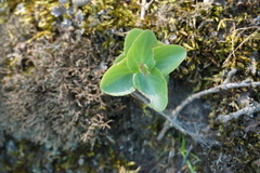 Hylotelephium caucasicum