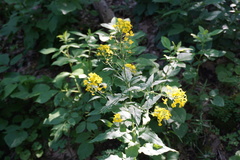 Erysimum aureum