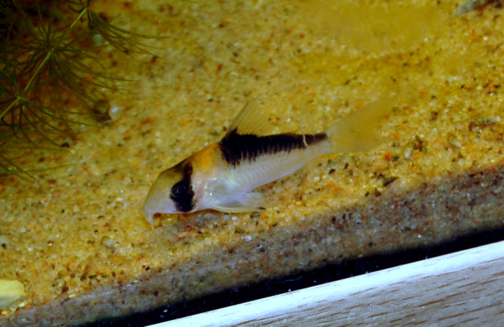Adolf's Catfish