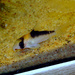 Adolfo's Catfish - Photo (c) Corydoras-adolfoi, some rights reserved (CC BY-SA)