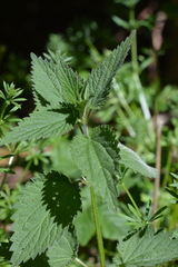 Urtica dioica dioica
