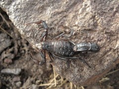 Androctonus crassicauda