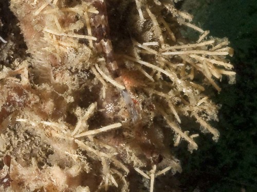 Cellaria mandibulata