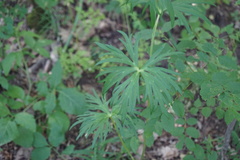 Delphinium macropogon