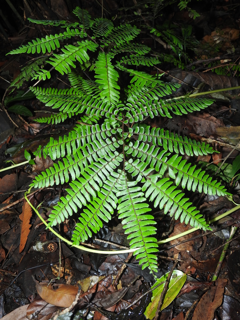 Chilean maidenhair