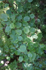 Pyrus communis caucasica