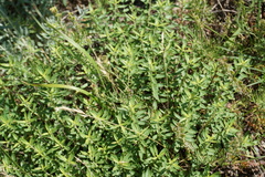 Ziziphora serpyllacea