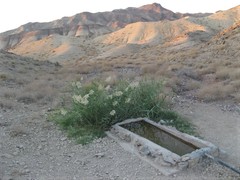 Androctonus crassicauda