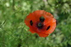 Papaver commutatum