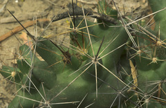 Coryphantha macromeris runyonii